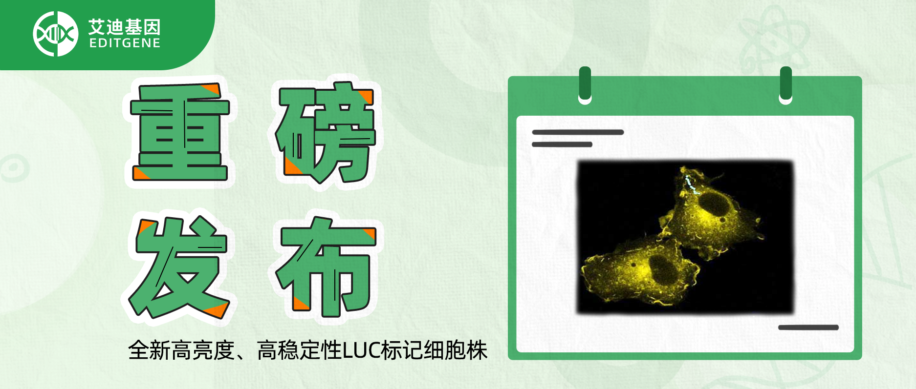 更简单更精确的分子静态观察工具-全新高亮度、高稳定性LUC标记细胞株重磅发布！